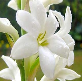 We provide pure Tuberose oil online at great prices